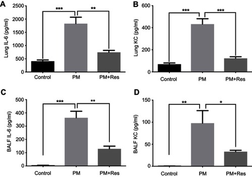 Figure S2 Resveratrol (Res) suppresses PM-induced airway inflammation. WT mice were exposed to PM for 3 days. Lungs and BALF were isolated 1 day after the last PM challenge. The inflammatory cytokines in the lung homogenate (A and B) and BALF (C and D) were assessed by using an enzyme-linked immunosorbent assay. Data are representative of three independent studies (n=5–6 mice per group per study). Results are expressed as mean ± SD. *p<0.05, **p<0.01, and ***p<0.001.Abbreviations: PM, Particulate matter; WT, Wild type; BALF, Brochoalveolar lavage fluid; KC, Keratinocyte-derived Cytokine.