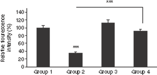 Figure 5. Mean of the relative fluorescence intensities of immunohistochemistry staining of the sections by anti-iNOS antibody in the four groups. Comparison between group 1 and group 2 was done by paired student t-test while independent student t-test was applied for other comparisons. The wounds of groups 1 (burn without any treatments) and 4 (NLX + burn + hyperthermia) showed significant higher relative fluorescence intensities than group 2 (burn + hyperthermia). Opioid receptors of group 3 (NLX + burn) had been blocked but there was no significant difference in the fluorescence intensity between groups 1 and 3. Also there was no significant difference between groups 1 and 4 (n = 8 mice/group, mean fluorescence intensity of group 1 normalized to 100%). ***p < 0.001.