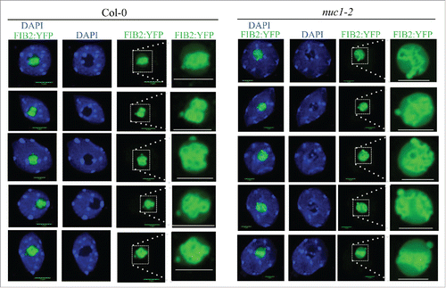 Figure 1. Chromatin and Fibrillarin distribution in WT and nuc1 nuclei Confocal images of 5 nuclei from WT (A) or nuc1 mutant (B) expressing the Fibrillarin fused to YFP (green). DNA is labeled by DAPI (blue) and scale bars represent 5 μm.