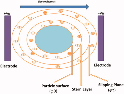 Figure 5. Image indicating the Electrical Double Layer on a negatively charged particle. Right on above the particle surface there is a strongly bounded layer (Stern layer) containing opposite charge ions (positive ions). Further than Stern layer another diffuse layer deposits develops containing of both negative and positive charges. During electrophoresis study, the particle with bounded Electrical Double Layer moves towards the electrodes with the slipping plane becoming the interface between the mobile particles and dispersant. The ZP is the electrokinetic potential at this slipping plane.