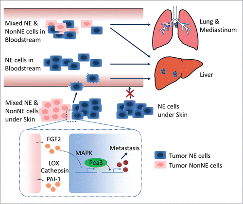 Figure 1. Intravenous injection of neuroendocrine (NE) cell alone generates liver metastasis, while co-injection of NE and mesenchymal-like (NonNE) tumor cells into the bloodstream also causes frequent mediastinal metastasis and occasional lung metastasis. NonNE tumor cells in subcutaneously transplanted mice are crucial for the invasion capacity of NE tumor cells (Top). Fgf2 secreted by NonNE cells induces Pea3 expression via MAPK activation in NE cells. Pea3 induction is required for the metastasis of NE cells. NonNE cells also secrete extracellular matrix (ECM) remodeling factors such as LOX, Cathepsin, and PAI-1. These ECM modifiers likely further facilitate metastasis of SCLC (Bottom).