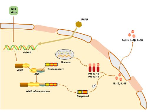 Figure 3 Mechanism of AIM2 inflammasome activation. AIM2 is activated by cytosolic bacteria and DNA viruses. During bacterial infection, type I interferon provides a feedback loop and activates type I interferon receptor (IFNAR). Type I interferon-signaling aids in the cytosolic access of DNA leading to the activation of AIM2. The mechanism leading to viral DNA recognition by AIM2 is less clear. The HIN-200 domain of AIM2 directly binds dsDNA, while the pyrin domain recruits ASC. Caspase-1 is recruited to ASC inflammasome to mediate pro-IL-1β and pro-IL-18 processing and induce apoptosis.