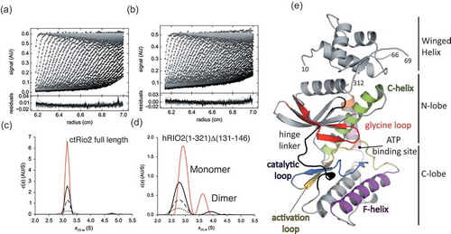 Figure 1. Analytical UltraCentrifugation (AUC) studies and the structure of human RIO2 kinase.AUC experiments were performed at 4 °C with 50,000 rpm. For clarity, only one of the three acquisitions is shown, corresponding to about 15 min time intervals. Continuous size (c(s)) distribution (y-axis) are plotted as a function of sedimentation coefficient (x-axis) in Svedberg (S). Sedimentation coefficient distributions c(s) were determined from Sedfit/Sedphat [Citation50,Citation52] analysis of absorbance data at 280 nm. (a) Superposition of experimental and fitted sedimentation velocity profiles (top), and their differences (bottom) for ctRio2 at 15 µM and (b) hRIO2(1–321)Δ(131–146) at 13.5 µM. c) ctRio2 full length at 30 µM (orange line), 15 µM (black line), 7.5 µM (dashed line) and 3.75 µM (dotted line) appeared at all concentrations as a monomer. Sedimentation velocity data were plotted using the software GUSSI. (d) hRIO2(1–321)Δ(131–146) samples at 27 µM (orange line), 13.5 µM (black line), 6.75 µM (dashed line) and 3.375 µM (dotted line) were analysed. hRIO2(1–321)Δ(131–146) appears as a dimeric upon increasing concentrations. (e) Structure of the hRIO2(1–353)Δ(131–146) encompassing residues 1 to 353. The winged-helix is located at the N-terminus, the two kinases lobes are labelled and connected by a hinge linker loop (in black). The so-called C-helix (light green), F-helix (magenta), glycine loop (red), catalytic loop (blue) and activation loop (yellow) are also shown and labelled accordingly to the canonical representation[Citation15]. C-terminal residues to the F-Helix are coloured in pink and orange. This and all subsequent structural Figures were generated with PyMOL[Citation58].