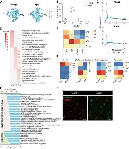 Figure 4 Subgroup division and age-related transcriptomic alteration of OPCs (A) T-distributed stochastic neighbor embedding (t-SNE) projection of four OPC subclusters from young and aged mice. (B) Dot plot showing the proportion of each subcluster in young and aged OPCs (**P-value < 0.01, *P-value < 0.05 by Wilcoxon Rank Sum test, n = 8 samples per condition). (C) Cellular trajectory of all OPC subclusters, generated by Monocle DDRTree dimensionality reduction algorithm. (D) Heatmap showing part of significant (P-value < 0.05) GO enrichment terms using DEGs between the C0, C2, C3 and C1 subset of OPCs. Numbers in legend represented Z-score, positive values indicated upregulation. (E) Heatmap of Pearson correlation between OPCs subclusters with the related populations mentioned by Marques et al (F) Heatmaps depicting the average gene expression on mitosis, cholesterol synthesis, morphogenesis and apoptosis regulation module in four subclusters from young and aged OPCs, respectively. (G) Plot showing part of GO terms predicted to be inhibited significantly (Z-score ≤ −2, P-value < 0.05) along with aging in OPC C1. These terms were divided into two functional clusters (ribosome and mitochondrial respirasome) according to the biologic functions they were involved in. (H) Representative confocal microscopic images in young and old cortex staining for PDGFRA and TUNEL. Scale bar: 50μm.