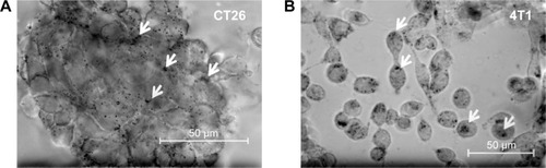 Figure 7 Uptake of antibody-coated gold nanoparticles by clustered mouse carcinoma cells.Notes: cmHsp70.1 antibody-coated gold nanoparticles (Au-Hsp70) can be visualized in mouse carcinoma cells lines after incubation at 37°C for 16 hours. The particles are visible as black agglomerates inside the cells (arrows). In clusters of CT26 cells (A) similar amounts of particles can be detected as in 4T1 single cells (B) (bright field, objective 40×, scale bar 50 µm).