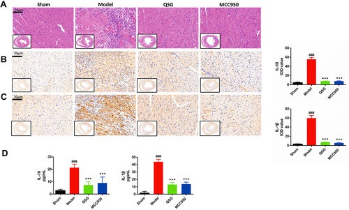 Figure 2 QSG attenuated myocardial tissue inflammatory injury in AMI mice. (A) Representative heart images for each group of HE staining, Scale bar=20 µm. N = 3 per group. (B and C) IHC of IL-18 and IL-1β images of AMI mice in each group and analysis, Scale bar=20 µm. N = 3 per group. (D) ELISA results of IL-1β and IL-18 in cardiac tissue homogenates. N = 6 per group. ###P < 0.001 vs sham group, ***P < 0.001 vs model group.