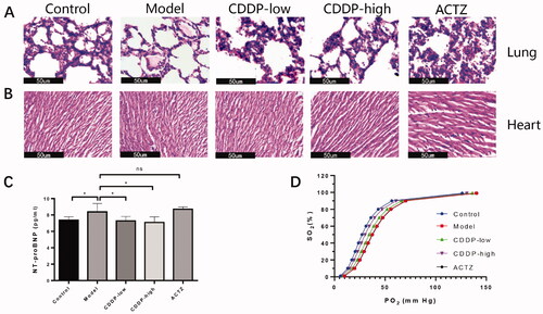 Figure 3. CDDP alleviates hypobaric hypoxia-induced tissue damage and improves tissue oxygenation. HE staining of rat lung (A) and heart (B) sections. Representative pictures from three randomly selected fields are shown. Black bar represents 50 μm. (C) Expression level of blood NT-proBNP. Statistical comparisons were made against the model group. Data indicate the average ± SEM of at least three independent experiments. *p < 0.05. (D) Oxygen dissociation curve determined by arterial blood gas analysis and calculated according to the Hill equation. Arterial blood gas values and oxygen-dissociation curve parameters are fully described in Table 1.