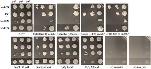 Figure 2. Susceptibility of yeasts from various P. brasiliensis strains to cellular stress-inducing agents. The following P. brasiliensis strains were assayed: wt-PCN yeasts; ov-PCN yeasts; kd-PCN yeasts; and EV: empty vector. Ctrl+: control of yeasts grown on BHI agar containing 100 µg/ml ampicillin. The plates were incubated at 37 °C for 7–10 days for colony formation. The colonies were visually examined.