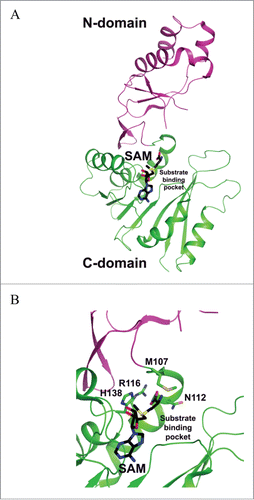 Figure 7. Crystal structure of P. horikoshii TYW2. (A) SAM-complexed structure of TYW2 (PDB id : 3A25). The two domains of TYW2 are color coded and labeled. SAM and the substrate binding pocket are labeled. (B) The active site of TYW2 in which the side chains of M107, N112, R116, N112, and SAM are shown as stick models. SAM and the location of the substrate binding pocket are labeled.