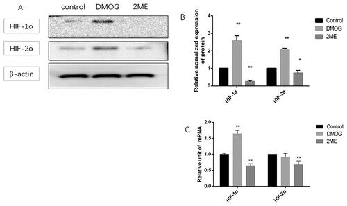 Figure 3. DMOG can effectively stabilize HIFs and inhibit HIFs under normoxia. MC3T3-E1 cells were added with DMOG or 2ME and incubated for 12 h before total protein or total RNA was extracted. (A,B) Western blot analysis: HIF-1α, HIF-2α, and β-actin were detected, HIF-1α, HIF-2α were normalized to β-actin as an internal control. (C) mRNA expression of the HIF-1α, HIF-2α, and β-actin were quantified by real-time PCR. HIF-1α and HIF-2α cDNA was normalized to β-actin cDNA as an internal control. The data shown are the means of three independent experiments. The error bars represent standard error. Data were analyzed with one-way analysis of variance (∗p < .05; ∗∗p < .01, vs. control).