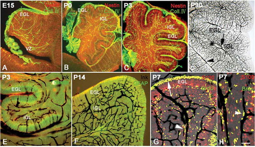 Figure 4. The development of vasculature and radial glial cells in the cerebellum. Photos A–C, the distribution of vessels and radial glial cells at various ages with Collagen IV (green) and Nestin (red) double immunolabeling. The vascular network (green) appeared in the cerebellum as early as E15. The vasculature in the presumable superficial external granular layer (EGL) was orientated radially and paralleled with the processes of radial glia (red) in same area. However, the vasculature in the internal granular layer (IGL) appeared disorderly; so did the processes of the radial glia in the same area. At P0 and P3, the vasculature became dense, and their distributions were still highly identical with the arrangement of processes of radial glia. Photo D shows the vascular network at P90 with ink perfusion (dark). The vasculature in white matter is marked by a star, and the relatively large vessels in the pia and white matter are marked by an arrowhead and arrow respectively, showing that the cortical capillary network converges into the vessels in the pia and white matter. Photos E–F, cerebellar vasculature and the development of radial glial cells by ink perfusion and Nestin or glial fibrillary acidic protein (GFAP) immunochemistry. The orientation of vessels (dark) was highly harmonized with the distribution of the processes of radial glia (green) as described above, again suggesting the close interaction between radial glial cells and blood vasculature in the cerebellum. Photo G, cerebellar vessels and neural migration by ink perfusion, S100 immunochemistry and 5-Bromo-deoxyuridine (BrdU) assay triple labeling. The proliferative BrdU-positive cells were mainly concentrated in the subventricular zone (SVZ) and EGL. Since BrdU injections were carried out 2 days before animal sacrifice, some BrdU-positive neural progenitors had differentiated into post-mitotic neurons and migrated elsewhere. In the photo, many BrdU-positive migrating cells were observed along the cerebellar vessels (arrowhead), suggesting that the cerebellar vasculature served as a migration scaffold similar to the function of radial glial cells. The arrow shows the proliferative area in EGL, which are the source of migrating neurons into IGL. Photo H, the neural migration under vascular guidance with high magnification using triple labeling (ink, S100 and BrdU). Many BrdU-positive cells were migrating along the vascular scaffold as described above (arrow head). Many BrdU-positive cells (green) expressed S100 (red) with a merged yellow color, suggesting that proliferative stem cells were transiting toward newborn post-mitotic neurons. Scale bars: A–C: 200 µm; D–F: 100 µm; G: 60 µm; H: 40 µm.