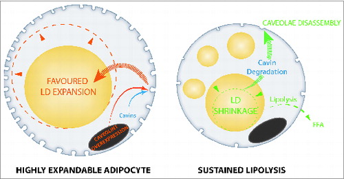 Figure 1. Caveolae dynamics links to lipid store fluctuations in adipocytes. Fully mature adipocytes engineered for a high caveolae density favor lipid droplet expandability and lipid storage (left). Conversely, forced lipid droplet shrinkage and extensive mobilization induces caveolae disassembly (right). Caveolae are represented as membrane invaginations in cell membrane, cell nucleus is shown in gray, lipid droplets are yellow.