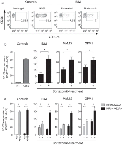 Figure 2. Following exposure to bortezomib, MM cells become susceptible to NK cell killing via the degranulation pathway primarily triggered in CD94/NKG2A+ NK cells.Overnight IL-2 activated NK cells (n = 7) were co-cultured without target (no target; NT) (negative control), with K562 cells (positive control), or MM cell lines (EJM, MM.1S, OPM1) either pre-exposed or not to 5 nM bortezomib for 24 hours. (a) Representative FACS plots showing degranulation levels by CD56dim NK cells using the CD107a marker following co-cultures with controls or the MM cell line EJM. (b) Degranulation levels by CD56dim NK cells following co-cultures with controls or MM cells. (c) Degranulation levels by KIR+NKG2A− (grey bars) or KIR−NKG2A+ (black bars) CD56dim NK cells following co-cultures with controls or MM cells. Bars, mean. Error bars, standard deviation. * p < 0.05.