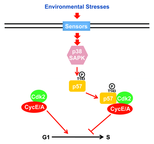 Figure 1. Schematic diagram depicting the mechanism by which p38 SAPK activation promotes G1 cell cycle arrest through p57Kip2 phosphorylation. Transition from G1 to S phase requires Cdk2-cyclinE/A activity. Upon an environmental stress, p38 SAPK becomes transiently activated and phosphorylates the T143 of the CDKi p57Kip2. p57 phosphorylation increases its affinity toward Cdk2-cyclin E/A complexes, which become inactivated and impose a G1 delay. Activation of this G1 checkpoint is essential for proper cell adaptation and survival to stress.