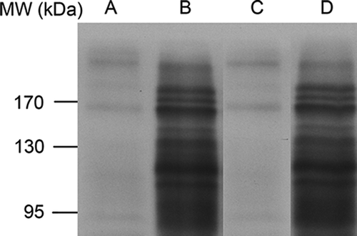Figure 2. SDS-PAGE of proteins in egg white samples: the Western blot with anti-ovalbumin IgG. A, fertilised fresh eggs (0 day). B, fertilised eggs incubated for seven days. C, unfertilised fresh eggs (0 day). D, unfertilised eggs after seven days of storage. The images shown represent the three independent Western blot gel replicates of fresh unfertilised and fertilised chicken egg whites, respectively. 53 × 32mm (600 × 600 DPI).