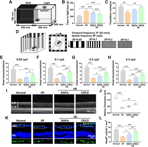 Figure 2 CRCD, compared to RAPA, was more effective in improving visual function and preserving retinal structure post-ischemia/reperfusion (I/R) injury. (A) Schematic of the light/dark transition test. (B) Time spent in the light chamber among Normal, I/R, I/R+RAPA, and I/R+CRCD mouse groups. (C) Number of transitions between the light and dark chambers among the 4 groups. (D) Schematic of the optomotor response (OMR) test. Number of head movements elicited under the OMR test for (E) 0.05, (F) 0.1, (G) 0.2, and (H) 0.3 cycles per degree (cpd), among the 4 groups. (I) Optical coherence tomography scans and (J) quantification of retinal thicknesses among the 4 groups. (K) Immunofluorescence staining images and (L) quantification of NeuN+ cells within the ganglion cell layer (GCL) among the 4 groups. n = 5/group for (B–C, E–H and K–L), n = 4/group for (I and J). *P < 0.05, **P < 0.01, ***P < 0.001.