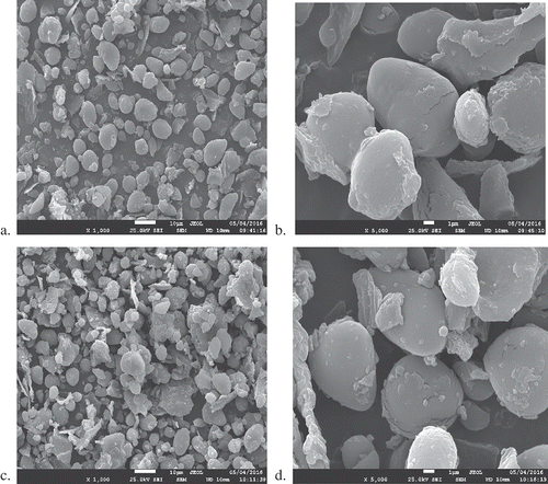 Figure 1. Micrographs of high-pressure treated chestnut samples at selected pressures at magnifications of 1000× and 5000×: (a) 0.1 MPa, 1000×; (b) 0.1 MPa, 5000×; (c) 400 MPa, 1000×; (d) 400 MPa, 5000×; (e) 500 MPa, 1000×; (f) 500 MPa, 5000×; (g) 600 MPa, 1000×; and (h) 600 MPa, 5000×.