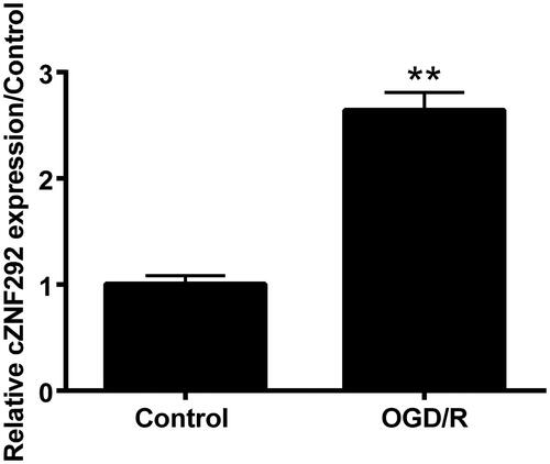 Figure 2. Effect of OGD/R on cZNF292 expression in NSCs. When NSCs were treated by OGD/R, the level of cZNF292 was tested by qRT-PCR. The expression of cZNF292 was promoted. **p < .01 compared to labelled groups.