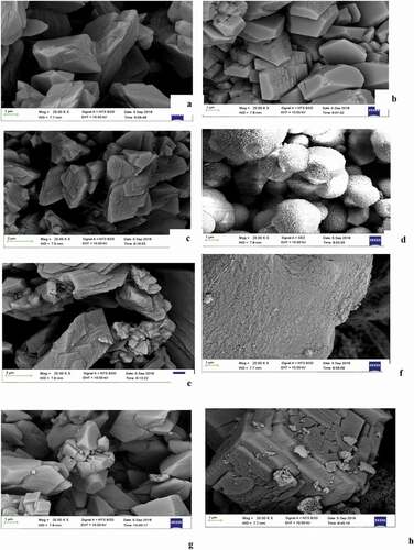 Figure 12. SEM images observed during carbonation using CO2 flowrate of 150 cm3/min: (a) 5 min reaction time and 4 bars (b) 35 min at 6.5 bars -NH4NO3 (c) 25 min at 4 bars (d) 25 min at 6.5 bars; (e) 60 min at 4 bars (f) 60 min at 6.5 bars; (g) 15 min at 6.5 bars -NH4Cl and (h) 15 min at 6.5 bars -NH4NO3+ EDTA