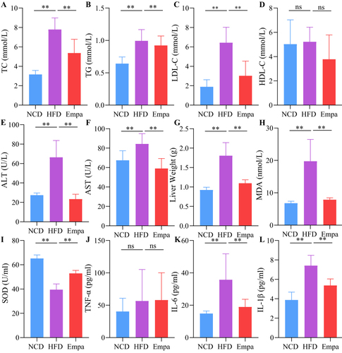 Figure 2 Empagliflozin alleviated lipid profile, liver damage, inflammation and oxidative stress. (A) TC. (B) TG. (C) LDL-C. (D) HDL-C. (E) ALT. (F) AST. (G) Liver weight of mice. N=8/group. (H) MDA. (I) SOD. (J) TNF-α. (K) IL-6. (L) IL-1β. N=4/group. ns, P>0.05. **P<0.01.