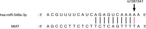 Figure 3 Predicted binding sequences of miR-548e-3p to MIAT, rs1061541 shown in bold.Abbreviation: MIAT, myocardial infarction-associated transcript.