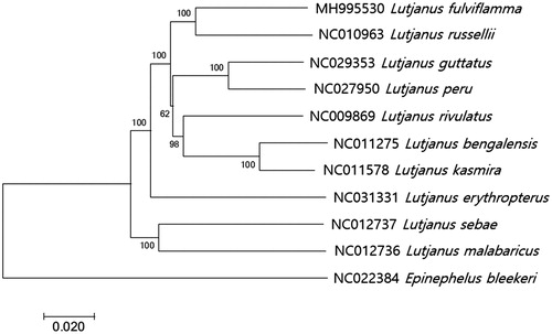 Figure 1. Phylogenetic tree of Lutjanus fulviflamma within Lutjanidae. Phylogenetic tree of Lutjanus fulviflamma complete genome was constructed by MEGA7 software with Minimum Evolution (ME) algorithm with 1000 bootstrap replications. GenBank Accession numbers were shown followed by each scientific name and furthermore Epinephelus bleekeri (NC022384) as an outgroup.