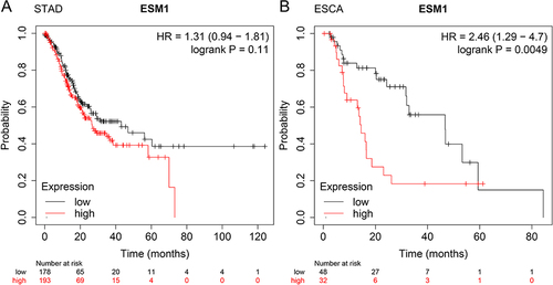 Figure 3 High ESM1 expression predicted poor OS in STAD and ESCA. (A) Kaplan-Meier plotter database was used to analyze the survival rate of STAD patients with high or low ESM1 expression; (B) The survival rate of ESCA patients with high or low ESM1 expression was analyzed by Kaplan-Meier plotter database.