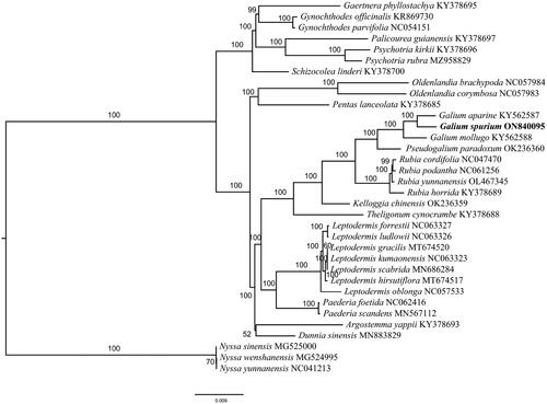 Figure 3. A maximum-likelihood tree of Galium spurium and 33 related species was reconstructed by using the IQ-Tree based on 58 protein-coding genes shared by all genomes. Bootstrap values are shown next to the nodes.The following sequences were used: Gaertnera phyllostachya KY378695 (Wikström et al. Citation2020), Gynochthodes officinalis KR869730 (Zhang et al. Citation2016), Gynochthodes parvifolia NC054151 (Cai et al. Citation2020), Palicourea guianensis KY378697 (Wikström et al. Citation2020), Psychotria kirkii KY378696 (Wikström et al. Citation2020), Psychotria rubra MZ958829 (Geng et al. Citation2022), Schizocolea linderi KY378700 (Wikström et al. Citation2020), Oldenlandia brachypoda NC057984 (Varani et al. Citation2022), Oldenlandia corymbosa NC057983 (Varani et al. Citation2022), Pentas lanceolata KY378685 (Wikström et al. Citation2020), Galium aparine KY562587 (Dann et al. Citation2017), Galium mollugo KY562588 (Dann et al. Citation2017), Pseudogalium paradoxum OK236360 (Varani et al. Citation2022), Rubia cordifolia NC047470 (Zhao et al. Citation2020), Rubia yunnanensis OL467345 (Wang et al. Citation2022), Rubia horrida KY378689 (Wikström et al. Citation2020), Kelloggia chinensis OK236359 (Yang et al. Citation2022), Theligonum cynocrambe KY378688 (Wikström et al. Citation2020), Leptodermis forrestii NC063327 (Zhang et al. Citation2021), Leptodermis ludlowii NC063326 (Zhang et al. Citation2021), Leptodermis gracilis MT674520 (Zhang et al. Citation2021), Leptodermis kumaonensis NC063323 (Zhang et al. Citation2021), Leptodermis scabrida MN686284 (Zhang et al. Citation2020), Leptodermis hirsutiflora MT674517 (Zhang et al. Citation2021), Leptodermis oblonga NC057533 (Guo et al. Citation2021), Paederia scandens MN567112 (Li et al. Citation2019), Argostemma yappii KY378693 (Wikström et al. Citation2020), Dunnia sinensis MN883829 (Zhang et al. Citation2020), Nyssa sinensis MG525000 (Fu et al. Citation2017), Nyssa wenshanensis MG524995 (Fu et al. Citation2017), Nyssa yunnanensis NC041213 (Yang et al. Citation2019).