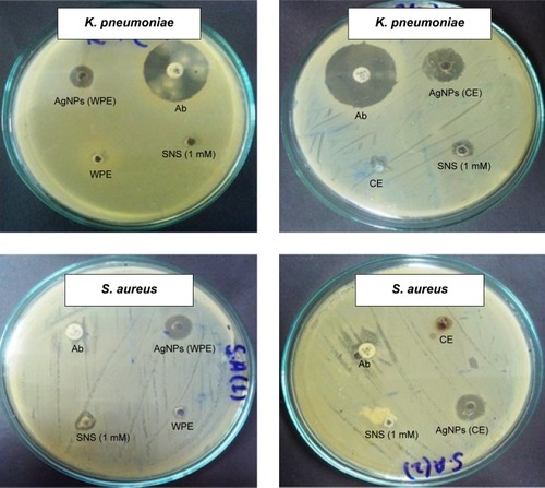 Figure 12 Antibacterial assay of AgNPs.Notes: Zone of inhibition of WPE (10 mg mL−1), CE (10 mg mL−1), Ab (10 mg disk−1), WPE-mediated AgNPs (10 mg mL−1), and CE-mediated AgNPs (10 mg mL−1) against multiple drug-resistant bacterial strains was measured in mm.Abbreviations: AgNPs, silver nanoparticles; WPE, whole plant extract; CE, callus extract; Ab, antibiotic; E. coli, Escherichia coli; K. pneumoniae, Klebsiella pneumoniae; S. aureus, Staphylococcus aureus; SNS, silver nitrate solution.