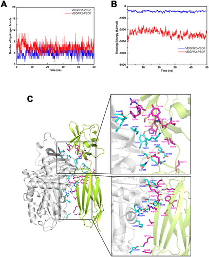 Figure 4. Molecular docking analysis. (A) The number of hydrogen bonds between VEGFR2 and VEGF (Blue line) or PEDF (Red line) during molecular dynamics simulation. (B) Binding energy between VEGFR2 and VEGF (Blue line) or PEDF (Red line) during molecular dynamics simulation. (C) Binding model of VEGFR2 docking with PEDF protein. Ribbon in green represents VEGFR2, grey represents PEDF, purple and blue linkers represent amino acid residues originating from VEGFR2 and PEDF, respectively, and green dashed lines represent hydrogen bonding interactions.