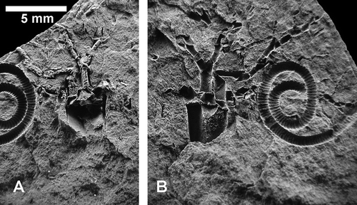 Figure 8. Cicerocrinus gracilis Donovan sp. nov., holotype. A Cup and arms (adoral surface). B Cup and arms (aboral surface). Triangular E-ray radial at top centre of cup supporting low, trapezoid IBr1 and relatively tall IBr2. Specimens coated with ammonium chloride.