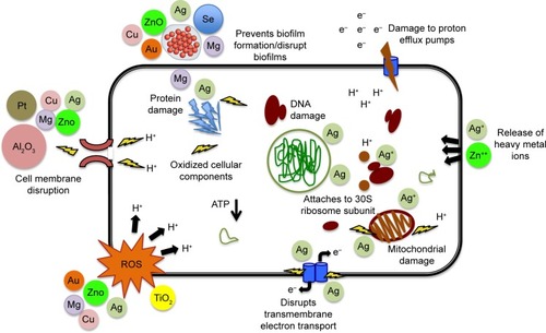 Figure 2 Probable nanomaterials-based bactericidal effects. Nanomaterials trigger release of heavy metal ions that intercalate between bases, damage cellular proteins, disrupt cell signaling, generate free radicals and prevent biofilm formation.Abbreviation: ROS, reactive oxygen species.