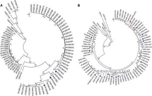 Fig. 3 Maximum-parsimony phylogenetic analysis of the penton basePenton base gene sequences of a HAdV species A–C genotypes and b HAdV species D genotypes are presented; two trees allow for discrimination of the larger numbers of species D genotypes. Representatives of species E, F, and G are included for reference. Sequences obtained from this study are displayed as GenBank accession numbers. Novel HAdVs in this data set, identified by whole-genome analysis, are marked with blue dots. A novel penton base gene (KF268355; HAdV-D72) that diverged significantly from previously described HAdV-D sequences is identified by a red dot. Trees were constructed using the maximum-parsimony analysis, following alignment using the ClustalW tool in the Molecular Evolutionary Genetic Analysis v6 software package (MEGA6;www.megasoftware.net/), with a bootstrap test of 1000 replicates and default parameters, and Tree-Bisection-Reconnection (TBR) method in MEGA 6.0