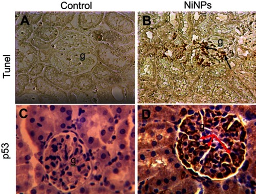 Figure 7 Immunohistochemical images of apoptotic cells in the glomerulus of NiNP-treated rat kidney. (A) Control group showing negative Tunel reaction. (B) NiNPs group showing positive Tunel reaction (arrows). (C) Control group showing no positive p53 reaction. (D) NiNPs group showing positive p53 reaction (arrows).Abbreviations: NiNPs:, nickel nanoparticles; g, glomerulus.