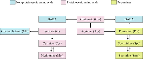 Figure 1. Interactive action of proteinogenic/non-proteinogenic amino acids and polyamines as BSs in crops. Abbreviations – β-aminobutyric acid (BABA); γ-aminobutyric acid (GABA).