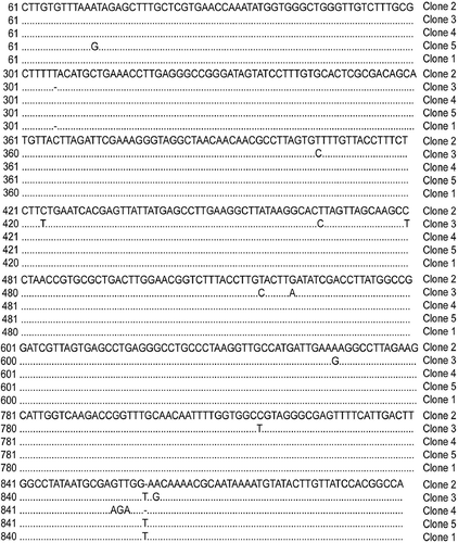 Fig. 3. Alignment of five, heterogeneous IGS-I sequences cloned from Armillaria isolate (GenBank accession numbers DQ469803, DQ469804, DQ469805, DQ469806, DQ469807) SC.FR.04-DLC. Dots underneath a nucleotide indicate sequence identity among clones. Dashes indicate a missing nucleotide.
