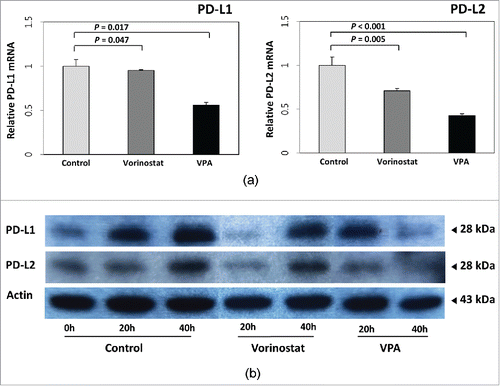 Figure 2. Effect of VPA and vorinostat on PD-L1 and PD-L2 expression in HCC cells. (a) The mRNA expressions of PD-L1 and PD-L2 in SNU-761 cells were quantified by real-time PCR and normalized to GAPDH expression levels. Both VPA (5 mM) and vorinostat (2 μM) decreased transcription of PD-L1 (control: 1.00 ± 0.01; vorinostat: 0.95 ± 0.01, P = 0.047; VPA: 0.56 ± 0.03, P = 0.017) and PD-L2 (control: 1.04 ± 0.10; vorinostat: 0.71 ± 0.04, P = 0.005; VPA: 0.43 ± 0.01, P < 0.001). The experiments were repeated 3 times. (b) Immunoblot analyses of PD-L1 and PD-L2 were also performed for SNU-761 cells treated with VPA (5 mM) or vorinostat (2 μM). Protein expression levels were also decreased following VPA or vorinostat treatment.