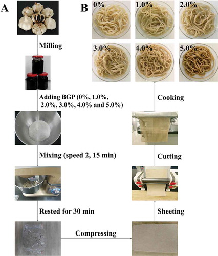 Figure 1. (A) Production of black garlic pulp (BGP)-fortified rye flour noodles, and (B) the cooked rye flour noodles with different BGP concentrations.Figura 1. (A) Producción de fideos de harina de centeno enriquecidos con pulpa de ajo negro (BGP) y (B) fideos de harina de centeno cocidos con distintas concentraciones de BGP.