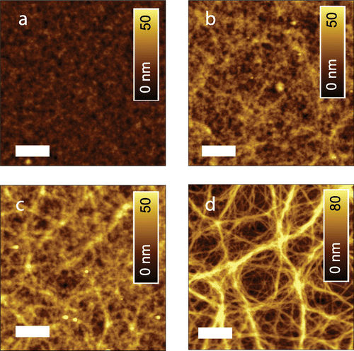 Figure 3. AFM topography of ternary PBDTTT-C:Cy7-T:PC70BM films with proportions (a) 1:0:1.5, (b) 0.7:0.3:1.5, (c) 0.5:0.5:1.5 and (d) 0.3:0.7:1.5. The scale bar is 1 μm.