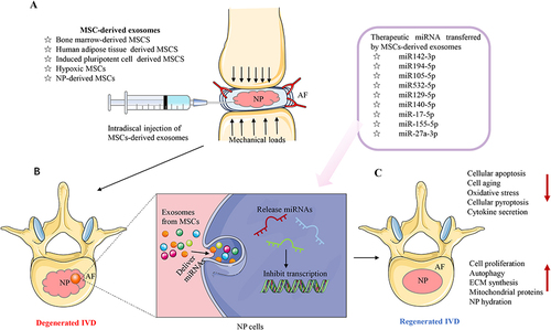 Figure 5 Therapeutic molecules (miRNAs) transferred by MSC-derived exosomes in treatment of IVDD. (A) Schematic representation of an experimental intradiscal injection of MSC-derived exosomes in a deteriorated IVD. (B) Therapeutic miRNAs are transmitted to degenerated IVD NP cells by MSC-derived exosomes, which hinder the translation process, regulating many intracellular processes such as apoptosis, pyroptosis, aging, ECM disintegration, and cytokine release. (C) IVD regeneration after MSC-derived exosome therapy, with increased cell proliferation, ECM production, and NP hydration, autophagy, decreased cytokines, and increased mitochondrial protein expression.