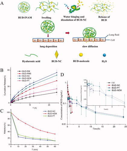 Figure 3. (A) Schematic diagram of BUD-INAM in vitro and in vivo release of BUD, (B) in vitro release profile, (C) retention on the porcine tracheal mucosa surface as a function of time, and (D) plasma concentration–time profiles. Adapted with permission from Liu et al. (Citation2018).