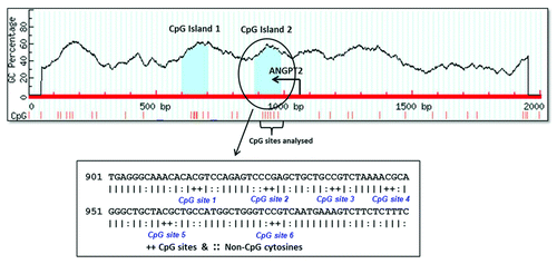 Figure 2. Location of the six CpG sites analyzed by pyrosequencing in relation to transcriptional start site of ANGPT2 gene. The circled region represents the studied CpG island of ANGPT2 gene which was predicted by the site www.urogene.org/methprimer using the following criteria: island size > 100, GC percent > 0.0, obs/exp CpG > 0.6. The start site and the direction of ANGPT2 transcription are indicated by the arrow. The below sequence shows in details the positions of the 6 CpG sites analyzed by pyrosequencing. The CpG site 2 is the same site identified in our previous methylation study.Citation26