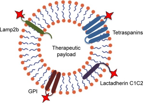 Figure 2 Strategies for targeting extracellular vesicles to particular target cells can be achieved by genetic modification of exosomes to express targeting moieties fused with exosome native membrane proteins, such as lysosomal-associated membrane protein 2 (Lamp2b), tetraspanins, glycosylphosphatidylinositol (GPI), and lactadherin C1C2.