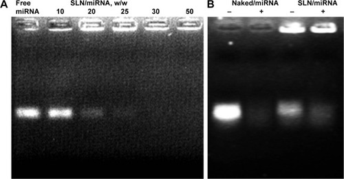 Figure 2 Gel retardation analyses (A) of SLN/miRNA complexes prepared at different weight ratios and RNase A protection assay (B) of SLN/miRNA complexes.Notes: In (B), lanes 1–4 represent naked miRNA, naked miRNA + RNase, SLN/miRNA, and SLN/miRNA + RNase, respectively. SLN/miRNA complexes were prepared at the weight ratio of 90.Abbreviation: SLN, solid lipid nanoparticles.