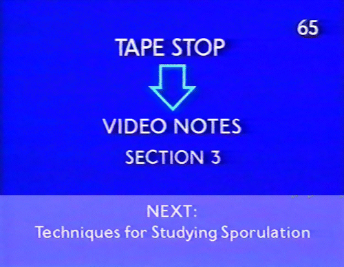 Figure 11. A caption in S325 Video 4, Sporulation, inviting students to stop and do activities in video notes Section 3 (although they could choose to continue with the NEXT segment).
