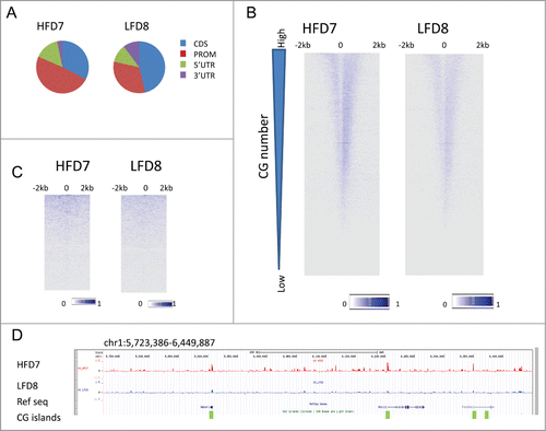 Figure 3. H3 enrichment in HFD- and LFD-treated mice spermatozoa. (A) Distribution of H3 enrichment peaks among gene promoter regions, which include 5 kb upstream and 3 kb downstream the TSS, 5′UTR, 3′UTR, and coding sequence (CDS) in HFD7 vs. LFD8. (B) Heatmap of H3-ChIP signal intensities, normalized for input, around the TSS of protein-coding genes (23,350) in HFD7 and LFD8, at a 5 bp resolution. Profiles show the TSS plus 2 kb of upstream and 2 kb of downstream flanking region. Genes are ranked based on the number of CG sites. (C) Heatmap of H3-enrichment around the TSS of genes encoding microRNAs (1,516) in HFD7 and LFD8 samples. (D) Genome browser view presenting H3-enrichment, normalized to input, in HFD7 and LFD8 samples at genes (black) and CG islands (green bar).