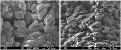 Figure 4.  Morphology of nanocrystal (A) and microcrystal formulations (B) of glimepiride.