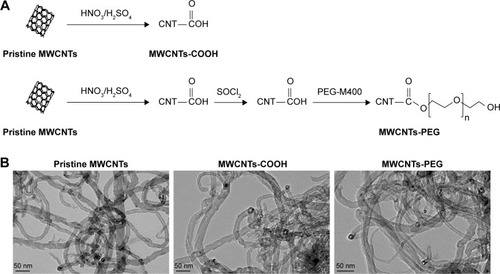 Figure 1 Molecular structure and TEM images of MWCNTs.Notes: (A) Schematic diagram showing functionalization of MWCNTs (B) TEM of three types of MWCNTs.Abbreviations: MWCNTs, multiwalled carbon nanotubes; MWCNTs-COOH, carboxylated MWCNTs; MWCNTs-PEG, polyethylene glycol MWC electron microscopy.