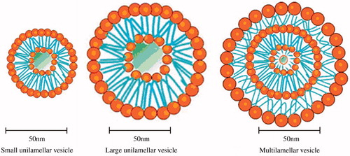 Figure 6. Schematic representation of the three different types of liposomes. Small Unilamellar Vesicles (SUV), Large Unilamellar Vesicles (LUV) and Multilamellar (MLV).