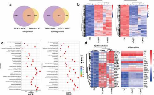 Figure 4. Transcriptomic analysis identifies expression changes of genes involved in metabolism and inflammation.